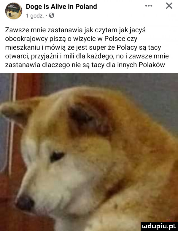 dogeisaiiv in poland lgodz   zawsze mnie zastanawia jak czytam jak jacyś okrajowcy piszą o wizycie w polsce czy mieszkaniu i mówią że jest super że polacy są tacy otwarci przyjaźni i mili dla każdego no i zawsze mnie zastanawia dlaczego nie są tacy dla innych polaków