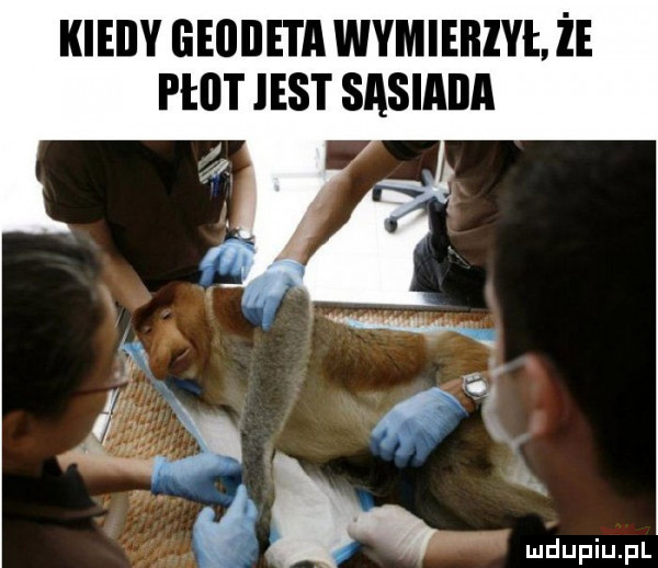 kieiiy geodeta wymierzył że ptllt jest sasiaiia