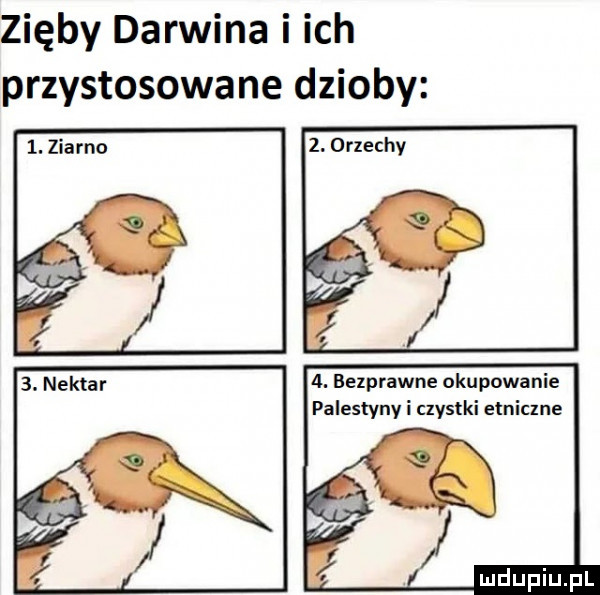 zięby darwina i ich przystosowane dzioby  . bezprawne okupowanie palestyny i czystki etnicme