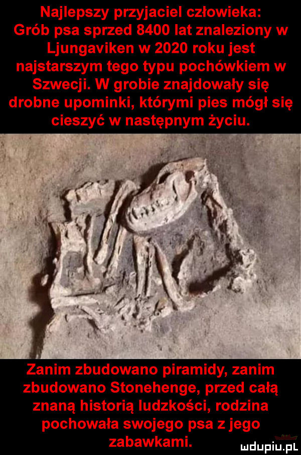 najlepszy przyjaciel człowieka grób psa sprzed      lat znaleziony w ljungaviken w      roku jest najstarszym tego typu pochówkiem w szwecji. w grobie znajdowały się drobne upominki którymi pies mógł się cieszyć w następnym życiu. zanim zbudowano piramidy zanim zbudowano stonehenge przed całą znaną historią ludzkości rodzina pochowała swojego psa z jego zabawkami. duciu pl