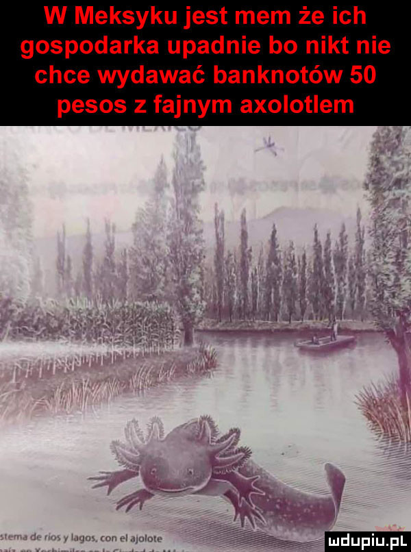 w meksyku jest mem że ich gospodarka upadnie bo nikt nie chce wydawać banknotów    pesos z fajnym axolotlem w   ludu iu. l
