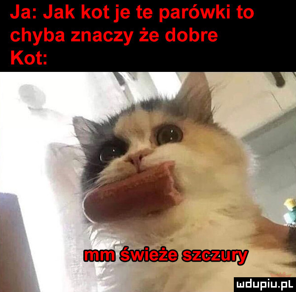 ja jak kot je te parówki to chyba znaczy że dobre kot     k www. bć