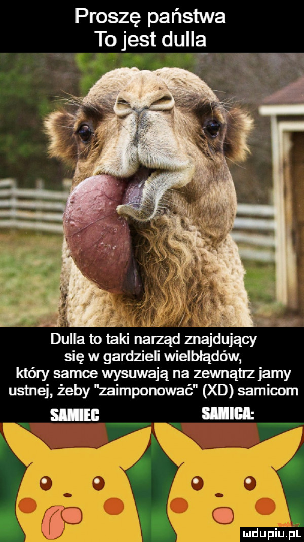 proszę państwa to jest dualą s della to taki narząd znajdujący się w gardzieli wielbłądów który samce wysuwają na zewnątz jamy ustnej żeby zaimponować xd samicom