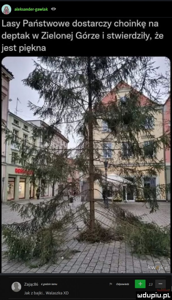 lasy państwowe dostarczy choinkę na deptak w zielonej górze i stwierdziły że jest piękna zająmaawm mwai     jak z ham walaszka xd