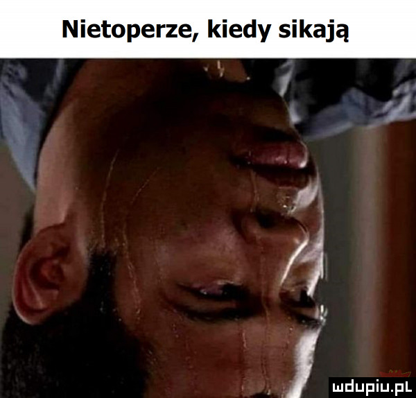 nietoperze kiedy sikają i