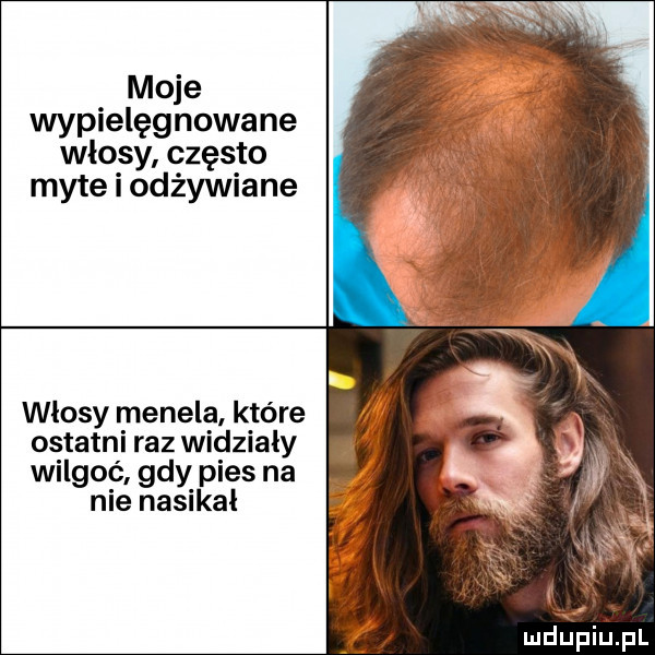 moje wypielęgnowane włosy często myte i odżywiane wlosy menela które ostatni raz widzialy   wilgo ć gdy pies na nie nasikai