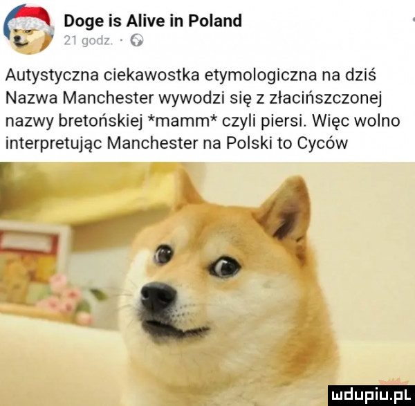 doje is alice in poland l autystyczna ciekawostka etymologiczna na dziś nazwa manchester wywodzi się z ziacińszczonej nazwy bretońskiej magm czyli piersi. więc wolno interpretując manchester na polski to cyców