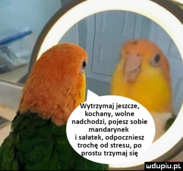 ytrzvmaj jeszcze kochany wolne nadchodzi pojesz sobie mandarynek i sałatek odpoczniesz trochę od stresu po rontu trzymaj się