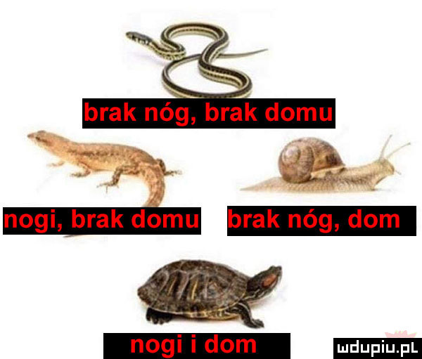 upiu pl