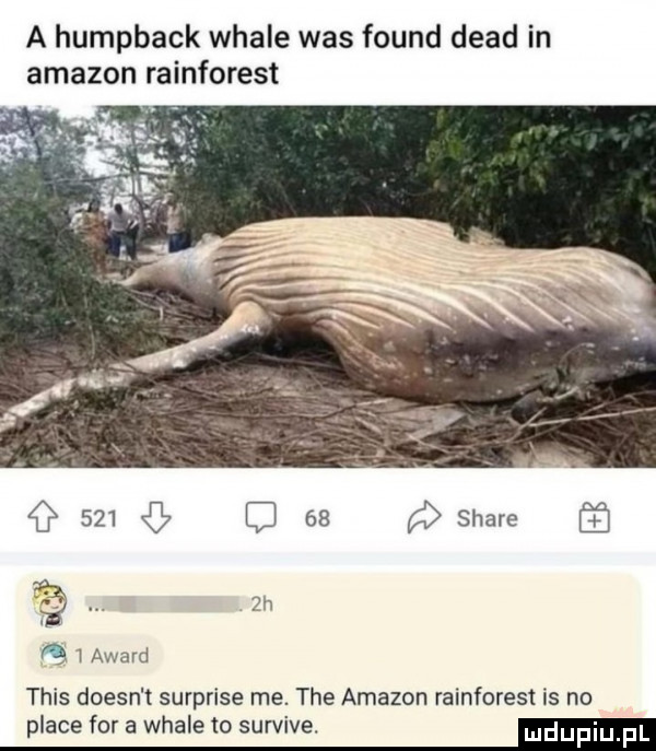 a humpback wcale was found diad in amazon rainforest i award tais doesn t surprise me. tee amazon rainforest is no place for a wcale to survive