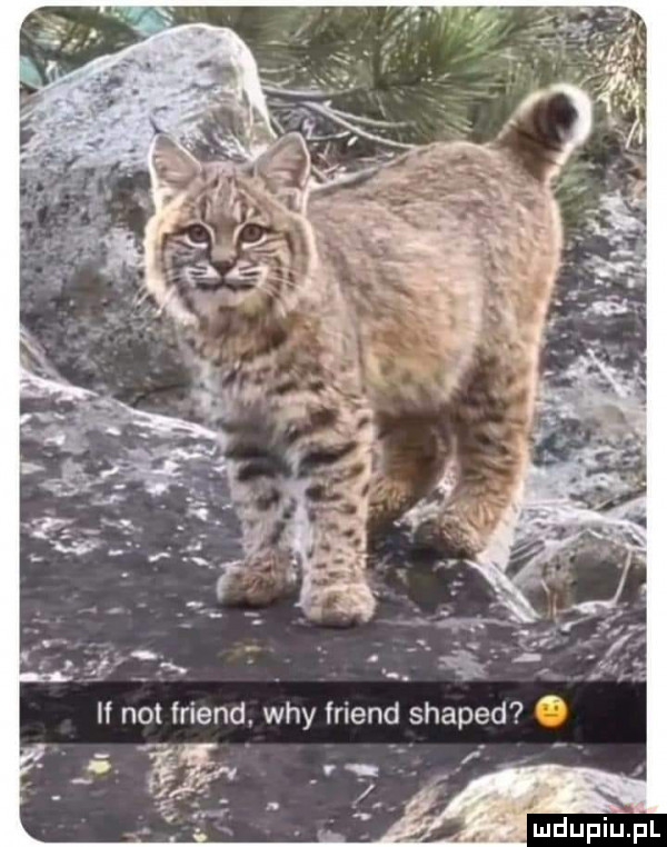 h not friend. wdy friend shaped. up    . m p. x
