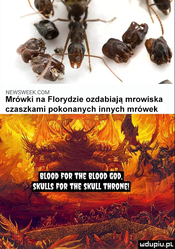 mrów i navfiorydzie ozdabiają mrowiska czaszkami pokonanych innych mrówek blood for tag blood gad skulls for tale skull theme