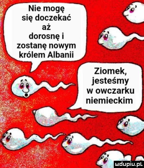 hme inogę się doczekać aż dorosnę i a zostanę nowym królem albanii jesteśmy w owczarku niemieckim