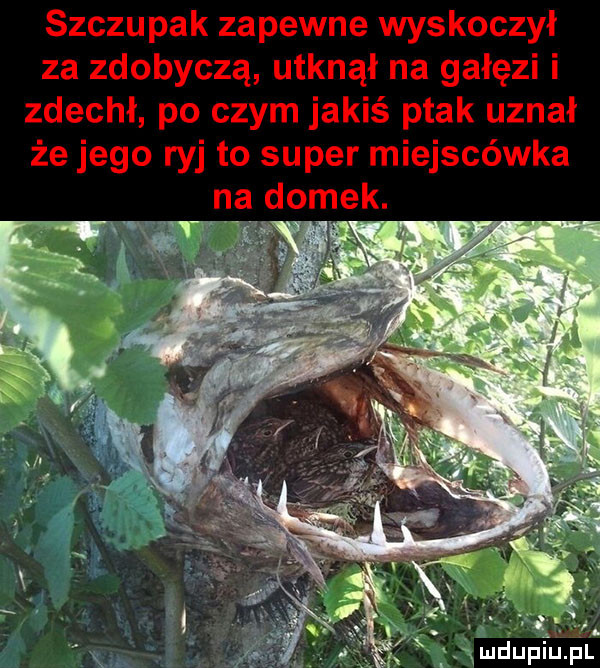 szczupak zapewne wyskoczył za zdobyczą utknął na gałęzi i zdechł po czym jakiś ptak uznał że jego ryj to super miejscówka mdupiupl