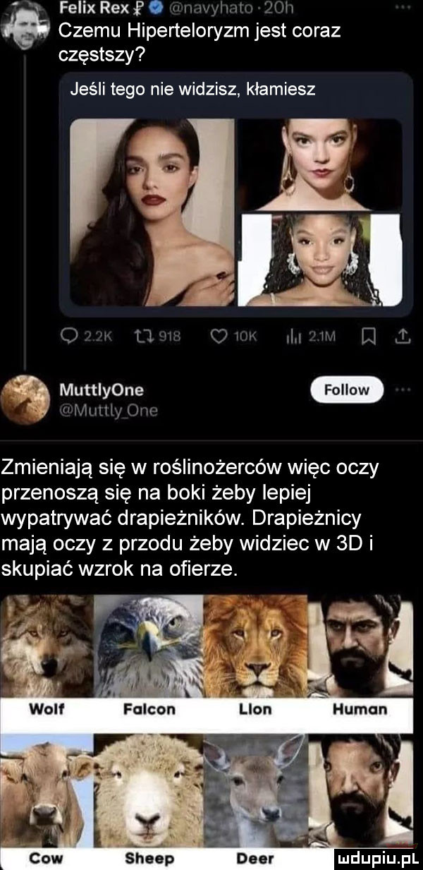 v felix rexf. w n wgrimim lfirii v czemu hiperteloryzm jest coraz częstszy jeśli tego nie widzisz kłamiesz o u om ln w q l ę muttiyone u mnuw ow zmieniają się w roślinożerców więc oczy przenoszą się na boki żeby lepiej wypatrywać drapieżników. drapieżnicy mają oczy z przodu żeby widziec w  d i skupiać wzrok na ofierze