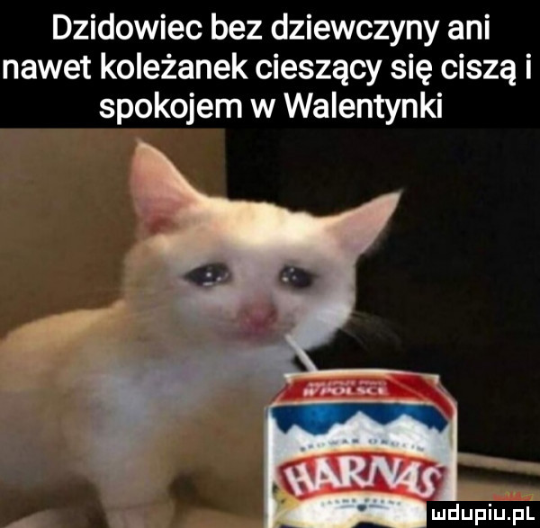 dzikowiec bez dziewczyny ani nawet koleżanek cieszący się ciszą i spokojem w walentynki