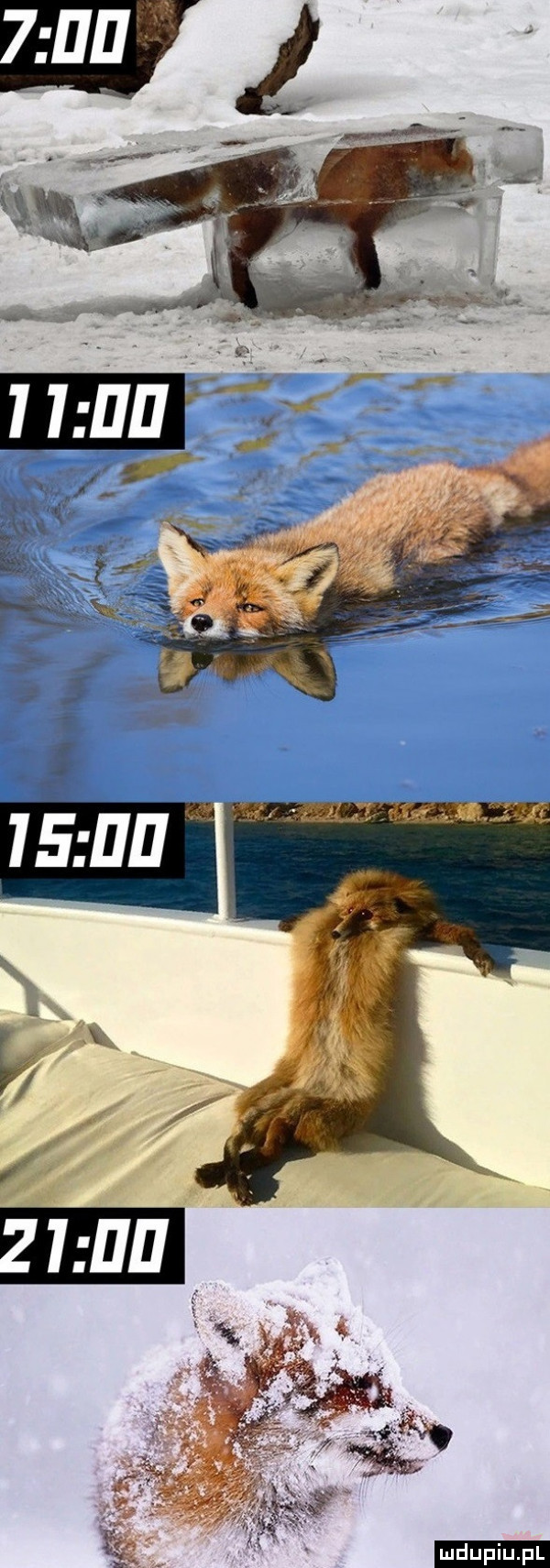 upiu pl