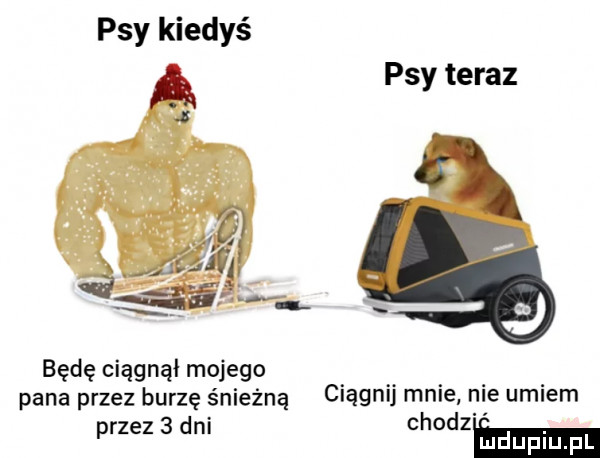psy kiedyś psy teraz będę ciągnął mojego pana przez burzę śnieżną ciągnij mnie nie umiem przez   dni chodzmm