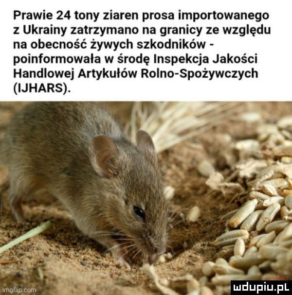 prawie    tony ziaren prosa importowanego ukrainy zatrzymano na granicy ze względu na obecność żywych szkodników poinformowała w środę inspekcja jakości handlowej artykułów rojno spożywczych ijhars.   x. x mduplu pl
