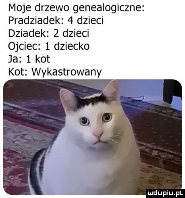 moje drzewo genealogiczne pradziadek   dzieci dziadek   dzieci ojciec   dziecko ja   kot kot wykastrowany