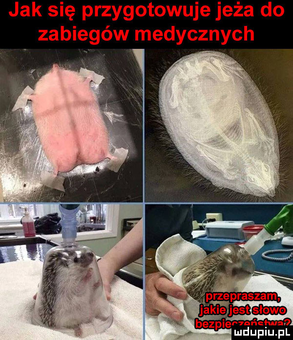 jak się przygotowuje jeża do zabiegów medycznych