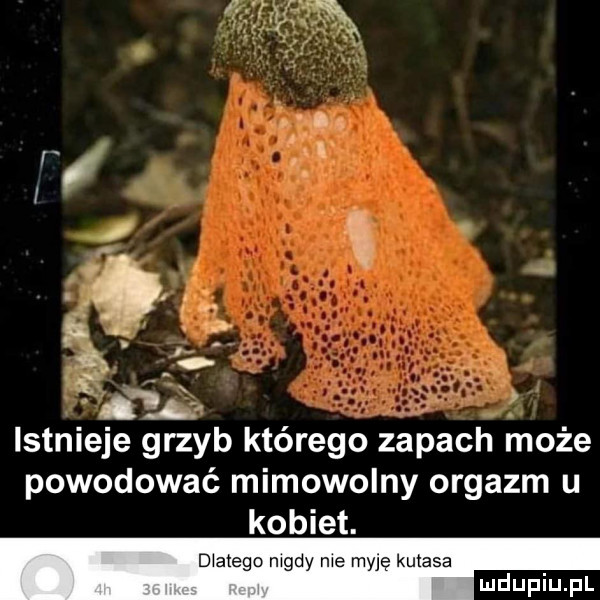 i i. f. qls lstnieje grzyb którego zapach może powodować mimowolny orgazm u kobiet. dlatego mady me myję kutasa