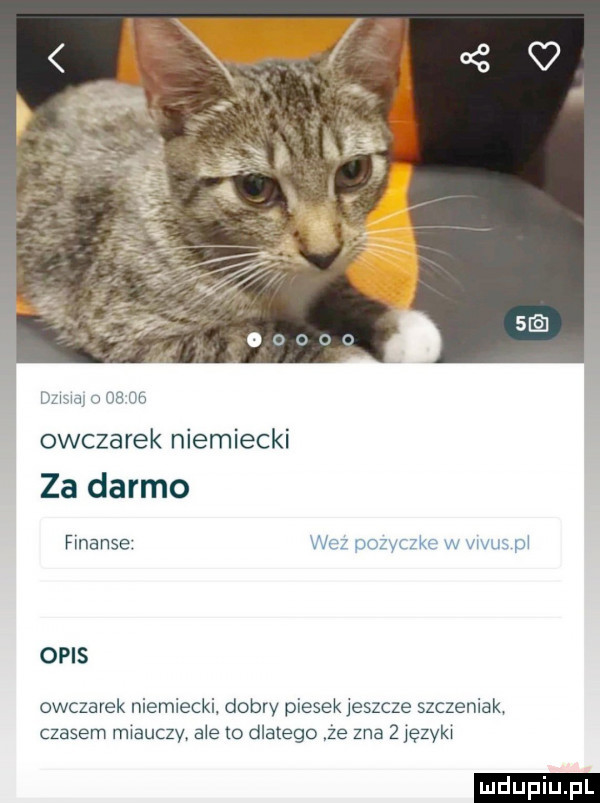 mm   os    owczarek niemiecki za darmo finanse wez pozyczke w vitus pi opis owczarek niemiecki dobry piesek jeszcze szczeniak czasem miauczy. ale to dlatego że zna   języki