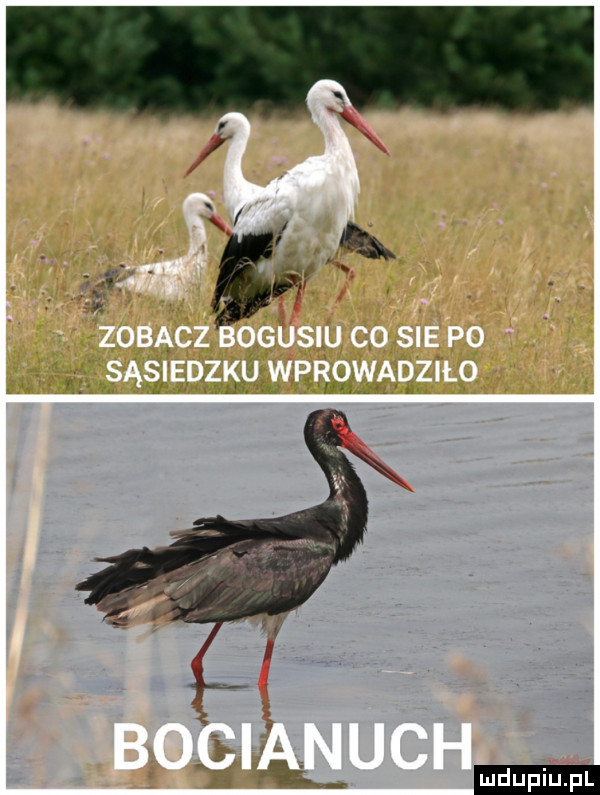 Obrazek