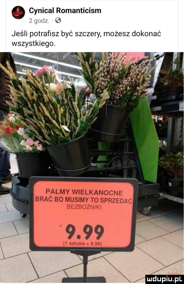 o cynical romanticism z   jeśli potrafisz byc szczery możesz dokonać wszystkiego