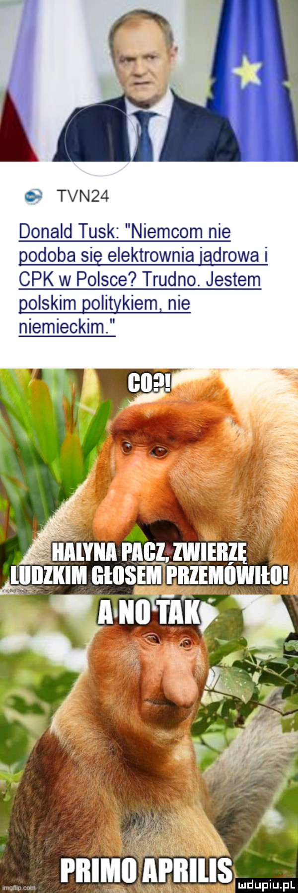 o tvn   donald tusk niemcom nie podoba się elektrownia igorowa i cek w polsce trudno. jestem qolskim qolitykiem nie niemieckim