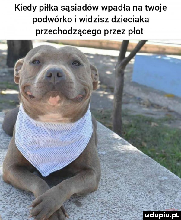 kiedy piłka sąsiadów wpadła na twoje podwórko i widzisz dzieciaka przechodzącego przez płot