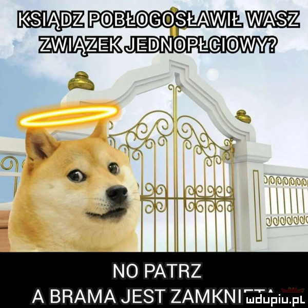ksiądz p bl gqslawilw wjedn plai wy  no patrz a brama jest zbm kniewu piu pl