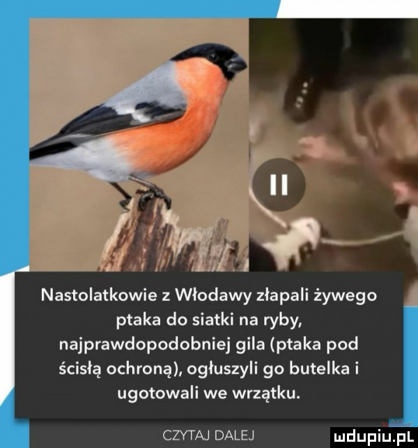 nastolatkowie z włodawy złapali żywego ptaka do siatki na ryby najprawdopodobniej gila ptaka pod ścisłą ochroną ogłuszyli go butelka i ugotowali we wrzątku. czytaj dalej