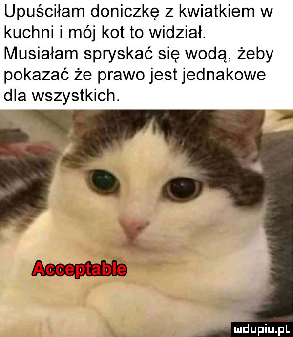 upuściłam doniczkę z kwiatkiem w kuchni i mój kot to widział. musiałam spryskać się wodą żeby pokazać że prawo jest jednakowe dla wszystkich. i u