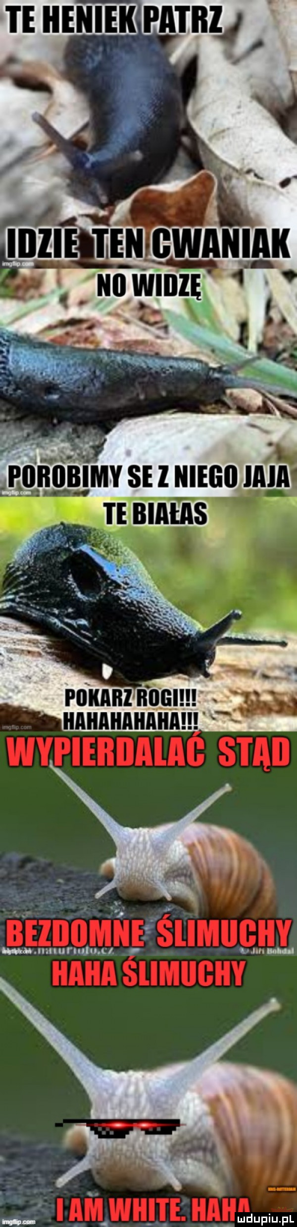 miś. abakankami defiu pl