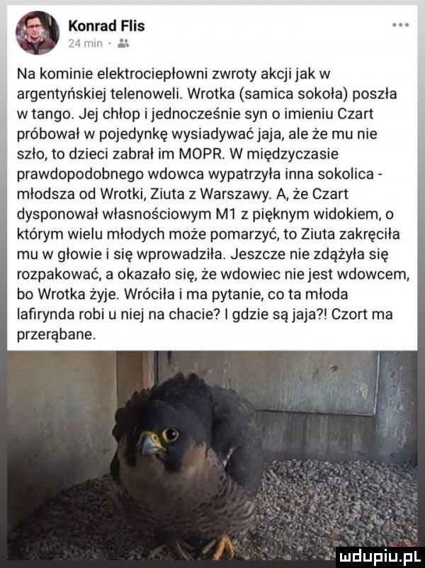 konrad flis na kominie elektrociepłowni zwroty akcjijak w argentyńskiej telenoweli. wrotka samica sokola poszla w tango jej chlop ijednocześnie syn imieniu czart probowal w pojedynkę wysiadywać jaja ale że mu nie szlo to dzieci zabral im mopr. w międzyczasie prawdopodobnego wdowca wypatrzyla inna sokolica mlodsza od wrocki ziuta z warszawy. a że czar dysponował wlasnościowyrn m  z pięknym widokiem o którym wielu mlodych może pomarzyć lo ziuta zakręciła mu w glowie i się wprowadzila. jeszcze nie zdążyła się rozpakować a okazalo się że wdowiec nie jest wdowcem bo wrotka żyje. wróciła i ma pytanie co ta mloda iaﬁrynda robi u niej na chacie i gdzie są jaja chon ma przerąbane