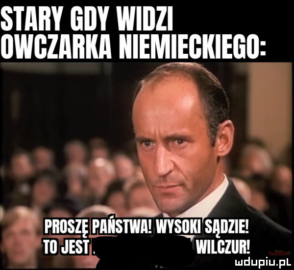stary gdy wiilzi owczarki niemiękiegii j w i. proszę panstwa was sądzie tl jest. wilgleh