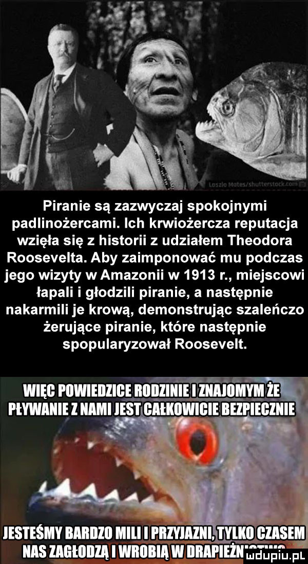 piranie są zazwyczaj spokojnymi padlinożercami. ich krwiożercza reputacja wzięła się z historii z udziałem theodora roosevelta. aby zaimponować mu podczas jego wizyty wamazonii w      r miejscowi łapali i głodzili piranie a następnie nakarmili je krową demonstrując szaleńczo żerujące piranie które następnie spopularyzował roosevelt. m więc i iiwieiizibhiiiiziiiie iv ii. w i lvwiiiiię l iiiimi ihs i gaikiiwiiiie. ihs i emmy iiiiiiillli lllll i i iiiyiiiliii i viiiiiiiiisem iiiis llgłilllll i iiiiiiiiiiii w iiiiiii iezii