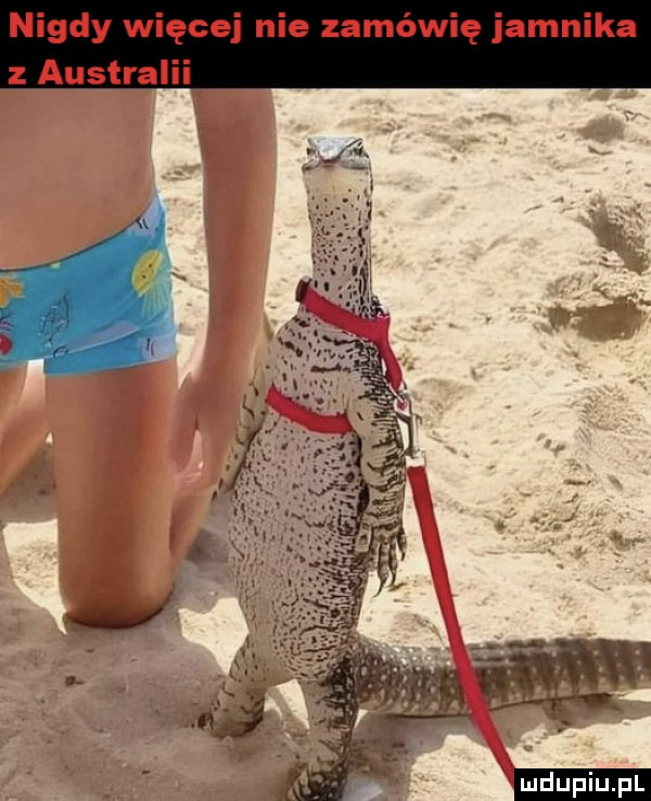 nigdy więcej nie zamówię jamnika z australii ludu iu. l