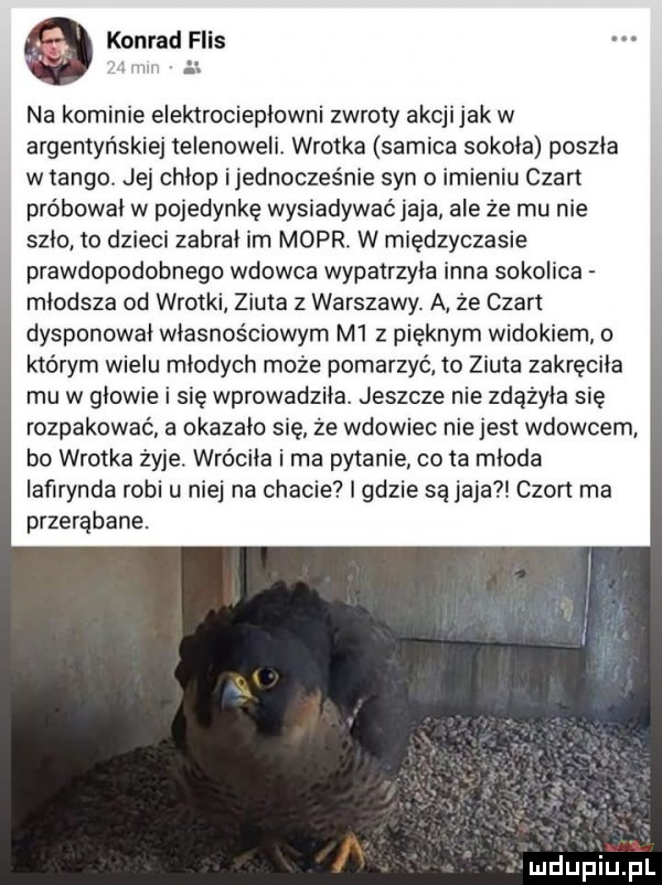 konrad flis l h i na kominie elektrociepłowni zwroty akcjijak w argentyńskiej telenoweli. wrotka samica sokola poszla w tango jej chlop ijednocześnie syn imieniu czart probowal w pojedynkę wysiadywać jaja ale że mu nie szlo to dzieci zabral im mopr. w międzyczasie prawdopodobnego wdowca wypatrzyla inna sokolica mlodsza od wrotki ziuta z warszawy. a że czar dysponował wlasnościowyrn m  z pięknym widokiem o którym wielu mlodych może pomarzyć lo ziuta zakręciła mu w glowie i się wprowadzila. jeszcze nie zdążyła się rozpakować a okazalo się że wdowiec nie jest wdowcem bo wrotka żyje. wróciła i ma pytanie co ta mloda iaﬁrynda robi u niej na chacie i gdzie są jaja chon ma przerąbane