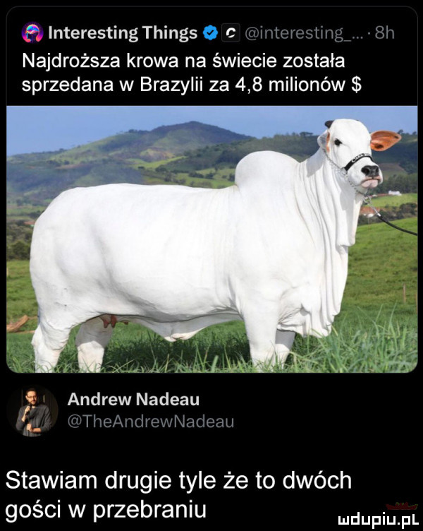 yfylnterestingthingsec vow m najdroższa krowa na świecie została sprzedana w brazylii za     milionów andrew nadeau c i m stawiam drugie tyle że to dwóch gosin w przebramu pr