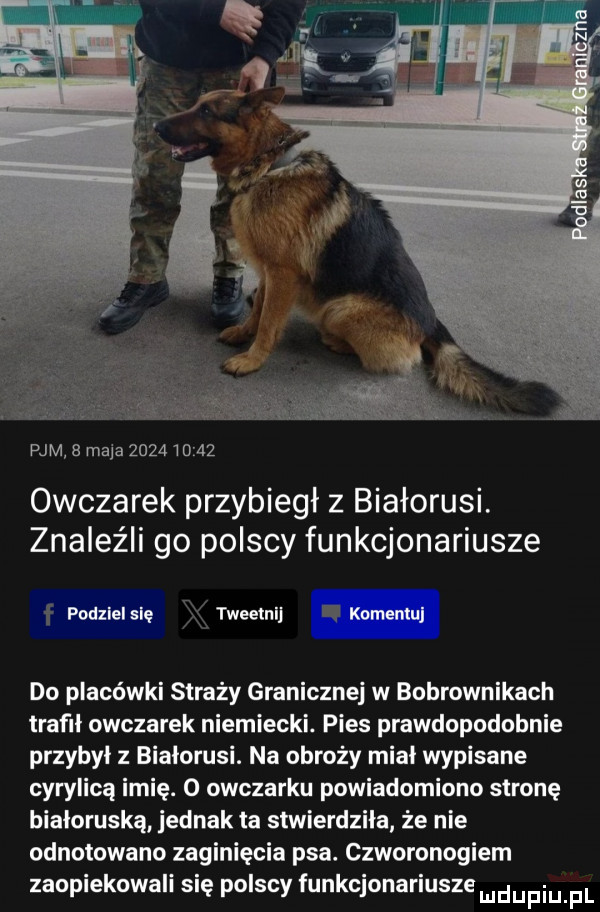 jaś pam   maja          owczarek przybiegł z białorusi. znaleźli go polscy funkcjonariusze do placówki straży granicznej w bobrownikach tmfll owczarek niemiecki. pies prawdopodobnie przybył z bialorusi. na obroży mial wypisane cyrylicą imię. o owczarku powiadomiono stronę białoruską jednak ta stwierdziła że nie odnotowano zaginięcia psa. czworonogiem zaopiekowali się polscy funkcjonariusze