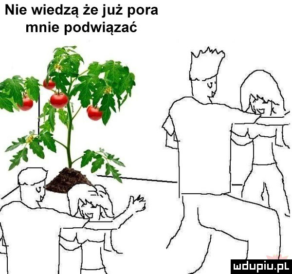 nie wiedzą że już pora mnie podwiązać
