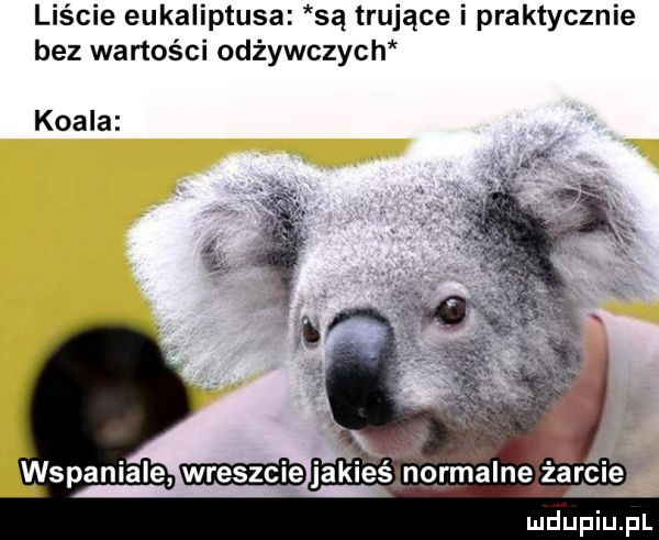 liście eukaliptusa są trujące i praktycznie bez wartości odżywczych koala