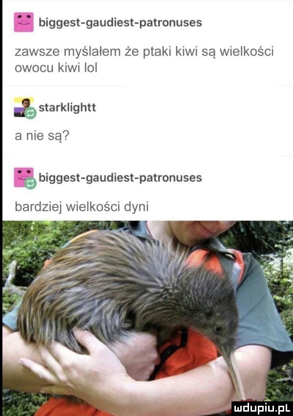 biggest gaudiest patronuses zawsze myślałem że ptaki kiwi są wielkości owocu kiwi ici s arklig hat a nie są     biggest gaudiest patronuses bardziej wielkości dyni