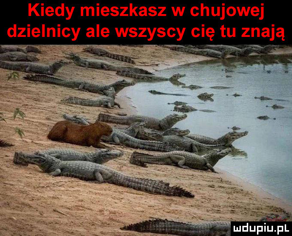kiedy mieszkasz w chujowej dzielnicy ale wszyscy cię tu znają