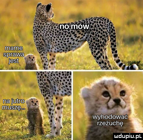 wyhodować rzeżuchę