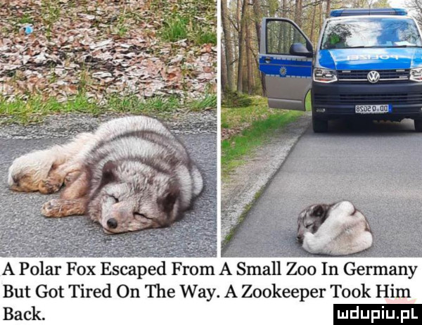 a polar fox escaped from a stall zoo in germany but got tired on tee wdy. a zookeeper tłok ham