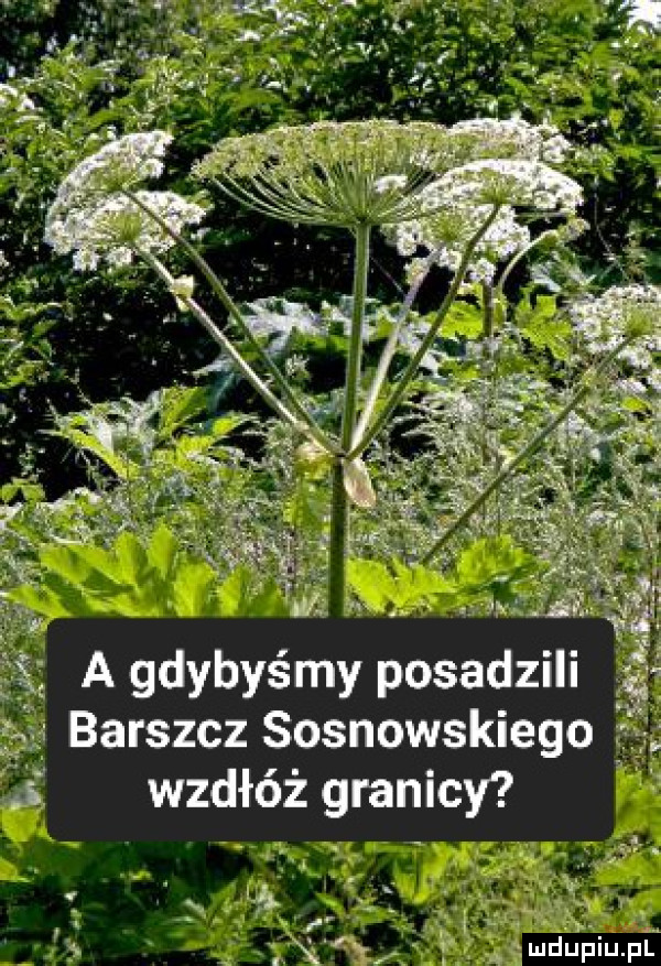 a gdybyśmy posadzili ść. barszcz sosnowskiego wzdłuż granicy