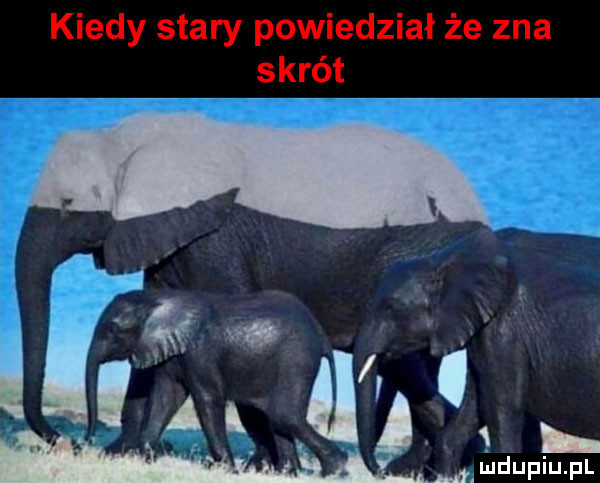 kiedy stary powiedział że zna skrót q. w mąludupiupl